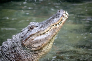 Captan a enorme cocodrilo nadando en calles de Tabasco