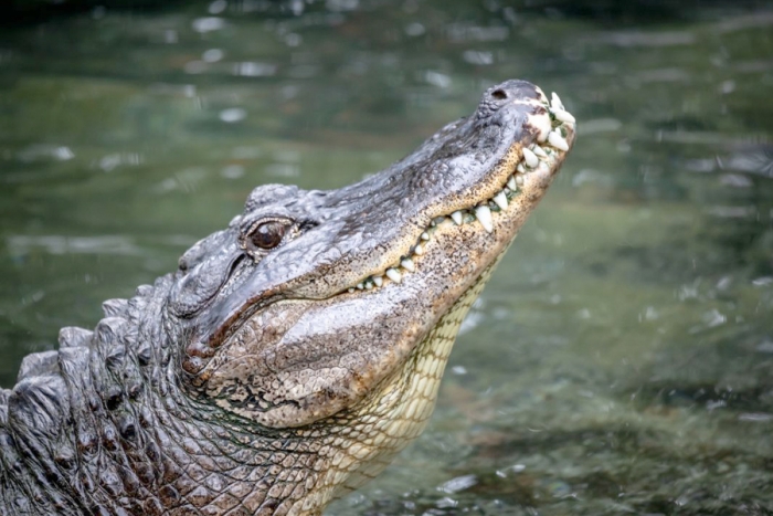 Captan a enorme cocodrilo nadando en calles de Tabasco
