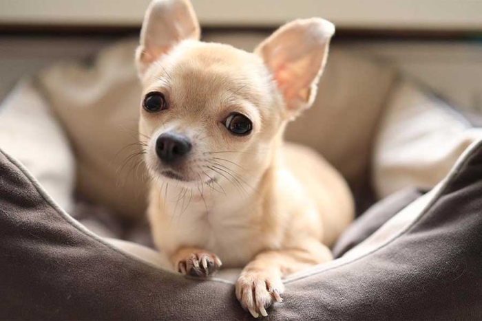 ¡Tiempo de vals! Chihuahua celebra su fiesta de XV años y conquista las redes