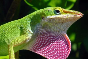 Experimento con lagartos revela una adaptación más veloz a la que predijo Darwin