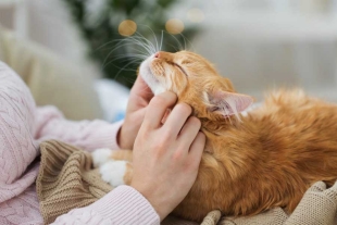 ¿Vivimos engañados? Reciente descubrimiento ofrece otra explicación sobre cómo ronronean los gatos