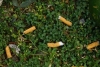México desecha cada año 50 mil millones de colillas de cigarro