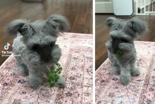 ¿Perro o conejo? Conoce a la mascota que está confundiendo a todo internet