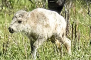 La llegada de este ejemplar de búfalo albino, fotografiado por una chica llamada Erin Braaten, recuerda el mito de la Mujer Búfalo Blanco