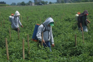 Glifosato, la necesidad de suspenderlo para la conservación ecológica