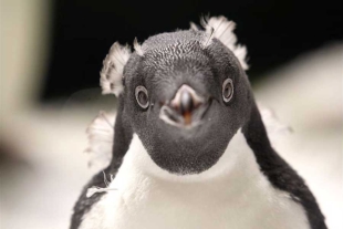 Zoo de Guadalajara, el primero del país en reproducir especies antárticas