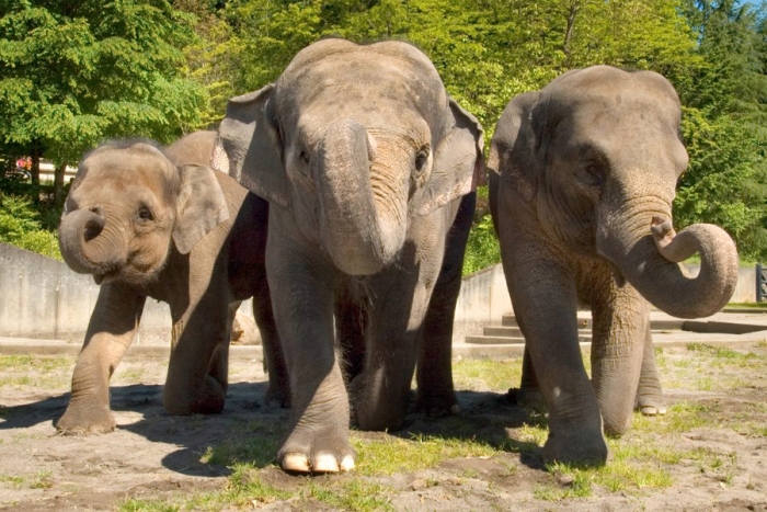 ¿los elefantes asiáticos se auto domesticaron? Hipótesis plantea esta posibilidad