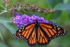 “Podrían desaparecer”: nueva investigación alerta sobre el futuro de las mariposas