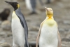 Captan increíble pingüino amarillo en Georgia del Sur