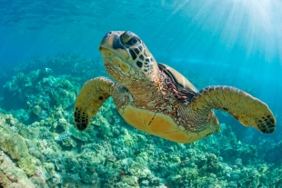 IPN desarrolla sistema de reconocimiento y clasificación de tortugas marinas