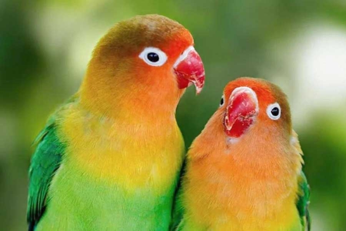 ¿Será? Científicos descubren que las aves “consentidas” por sus padres son más inteligentes