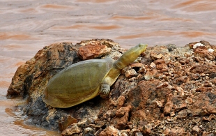 ¿Cómo lo hizo? captan a tortuga escapando de las garras de una leona