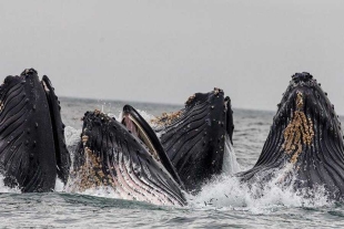 Se reveló que la evolución de la menopausia en las ballenas dentadas tiene una sorprendente similitud con la de las mujeres