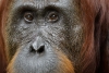 Los orangutanes de Borneo están muriendo de hambre