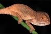 Descubren una nueva especie de camaleón en las montañas de Etiopía