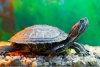 Ventajas y desventajas de tener una tortuga como mascota
