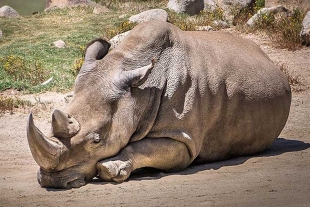 Equipo de expertos logra obtener 5 embriones del casi extinto rinoceronte blanco del norte