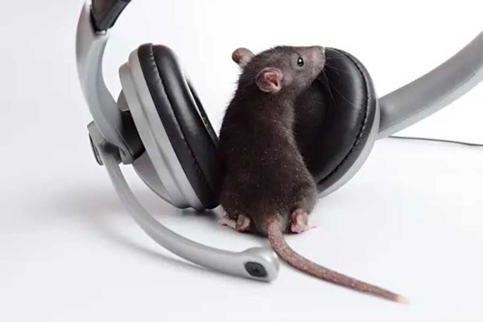 ¿Unas cumbias? Las ratas pueden captar el ritmo de la música y hasta mover la cabeza