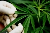 Sacan en comisiones del Senado ley sobre cannabis