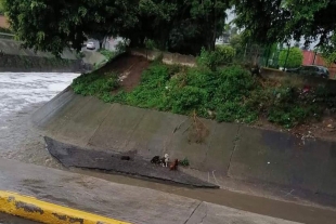 Piden rescatar a perros varados por inundaciones en Naucalpan