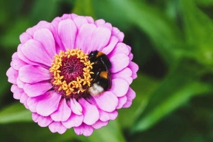La comunidad científica lleva años estudiando cómo descansan estos insectos polinizadores