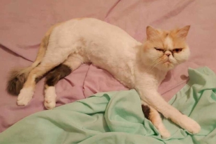 “Fue un descuido”: gatita se esconde en lavadora y sobrevive a un ciclo de lavado