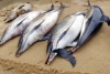 Han encontrado mil 100 delfines muertos este año en Francia