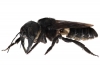 Resurge de la extinción la abeja más grande  del mundo