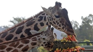¡VIVAN LOS NOVIOS! La jirafa “Benito” ya encontró el amor en puebla