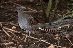 ¡Tienes que verla! Ave lira, la especie capaz de imitar casi cualquier sonido