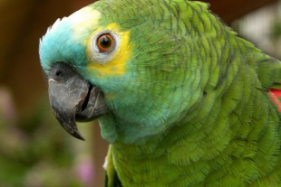 Veterinarios reconstruyen pico de un loro en Brasil