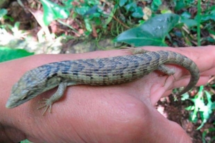 Avistan a un Dragoncito de Sierra Morena en Chiapas