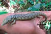 Avistan a un Dragoncito de Sierra Morena en Chiapas