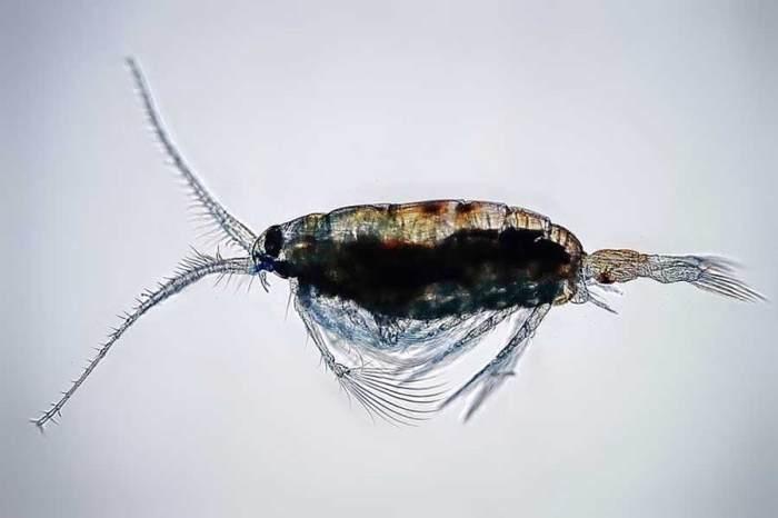 Este crustáceo podría ser uno de los mayores recolectores de microplásticos