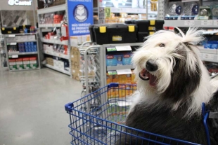 Walmart México sorprende y ahora es un supermercado pet friendly