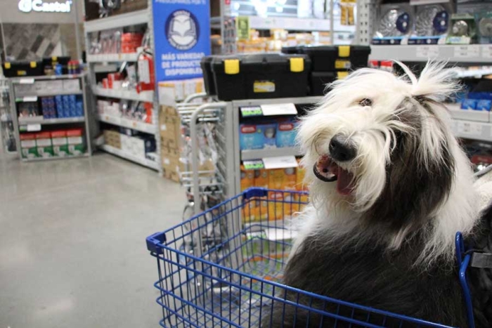 Walmart México sorprende y ahora es un supermercado pet friendly