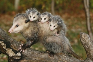 Los desconocidos tenrecs se enfrentan a la deforestación