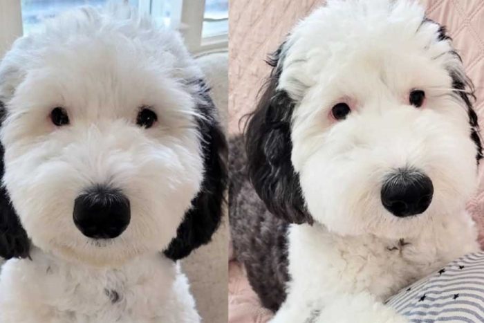 ¡”Snoopy” sí existe! perrita sorprende por su gran parecido al personaje animado