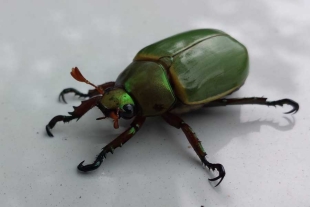 ¡Jamás visto! Hallan en Tanzania misterioso fósil con un escarabajo dentro