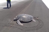 Una tortuga emerge del agua para desovar y encuentra un aeropuerto