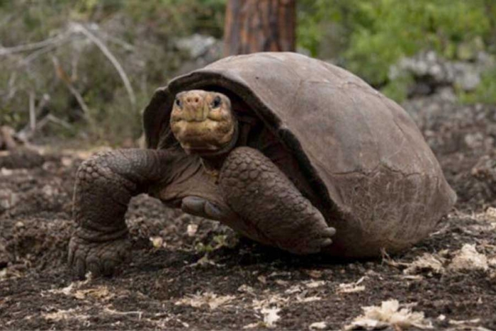 “Fernanda”, la fantástica tortuga de Galápagos que se creía extinta hace más de cien años