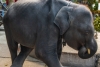 Muere elefante bebé en zoo; lo obligaban a bailar para turistas