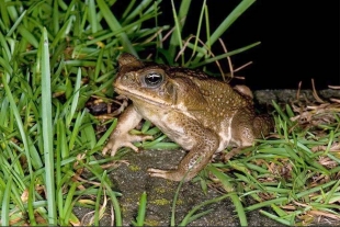 Sapos venenosos invaden y se propagan en Florida