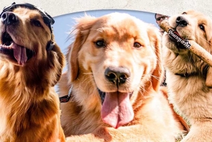 Este peludo también realizará una recuperación de bate simbólica para dar inicio al encuentro 