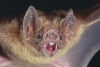 Estudio revela que los murciélagos vampiro guardan distancia social cuando se enferman