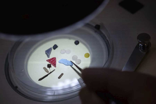 Este trabajo surgió de la preocupación por la escasa exploración que existe sobre el impacto de la acumulación de microplásticos
