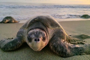 Anuncian la creación de dos nuevos santuarios para tortugas marinas en Oaxaca