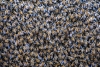 ¿Cómo podrían las bacterias de las abejas nativas mejorar la salud humana?