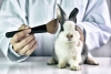 El senado prohibirá el uso de animales en pruebas para cosméticos