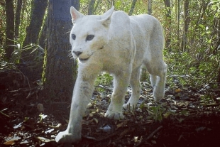 Extraño puma blanco es visto en reserva de Brasil